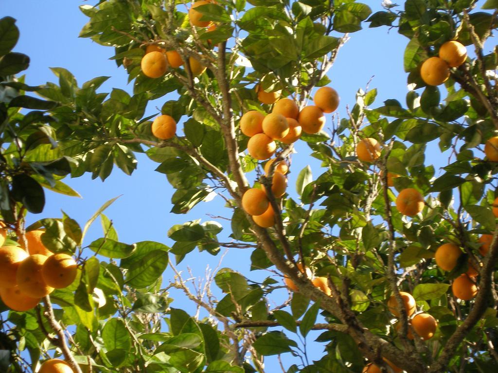 לוארקה Finca Portizuelo מראה חיצוני תמונה